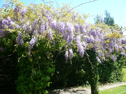 Glycine