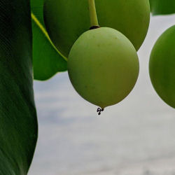Qu’est ce que l’huile de tamanu?