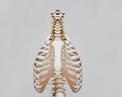 Bio-Alignement